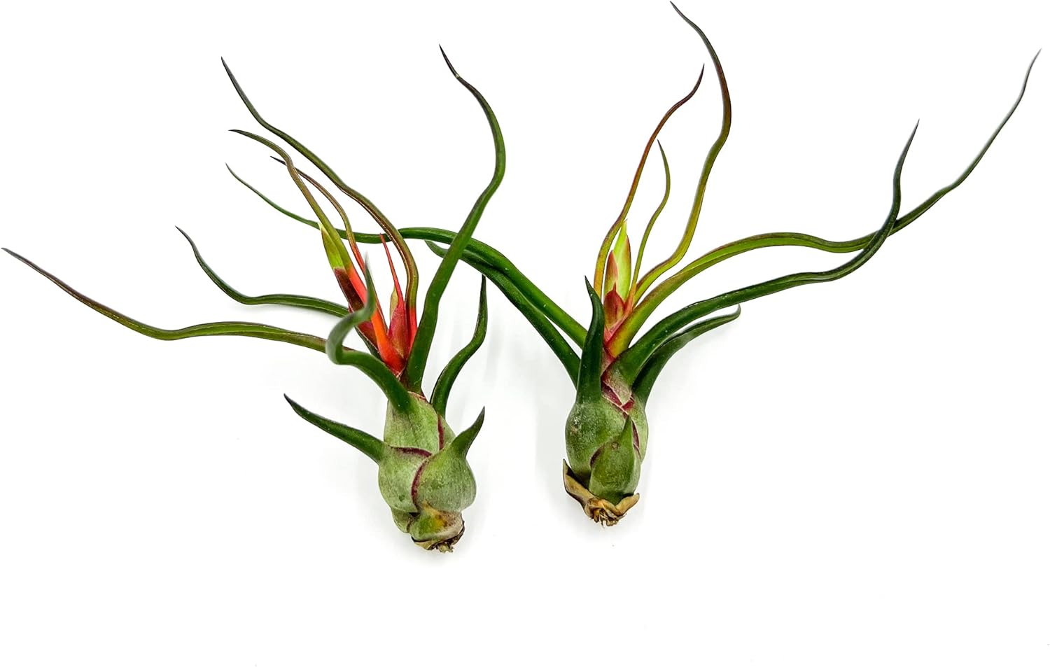 Tillandsia Bulbosa Guatemala