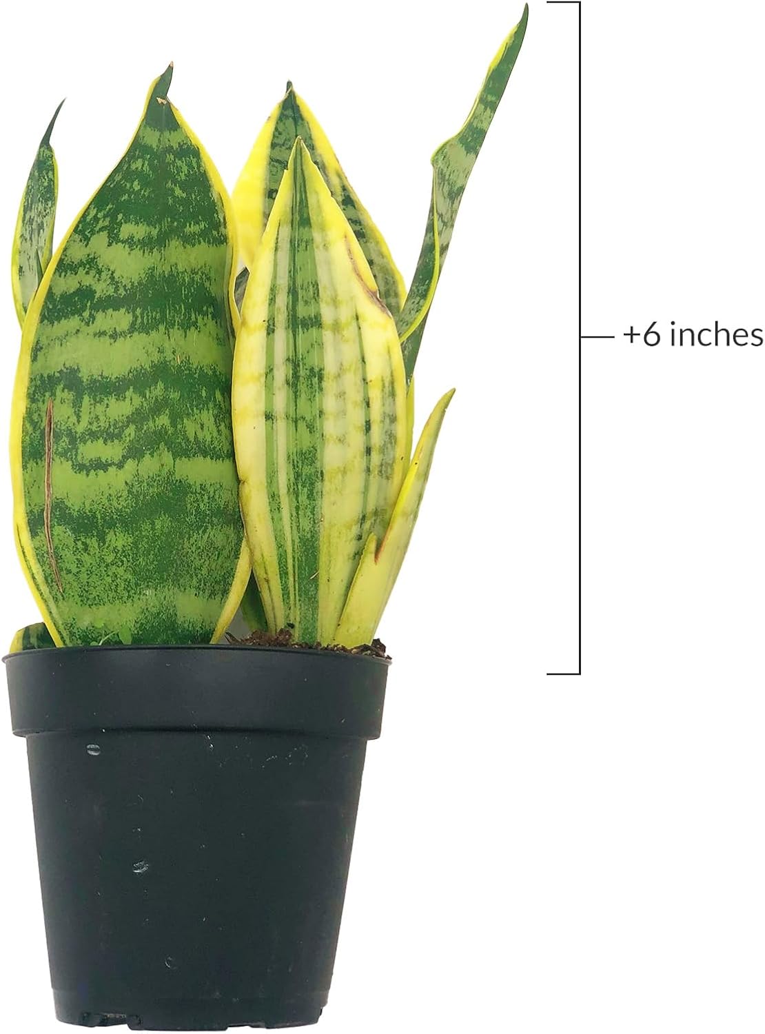 Sansevieria Superba Trifasciata