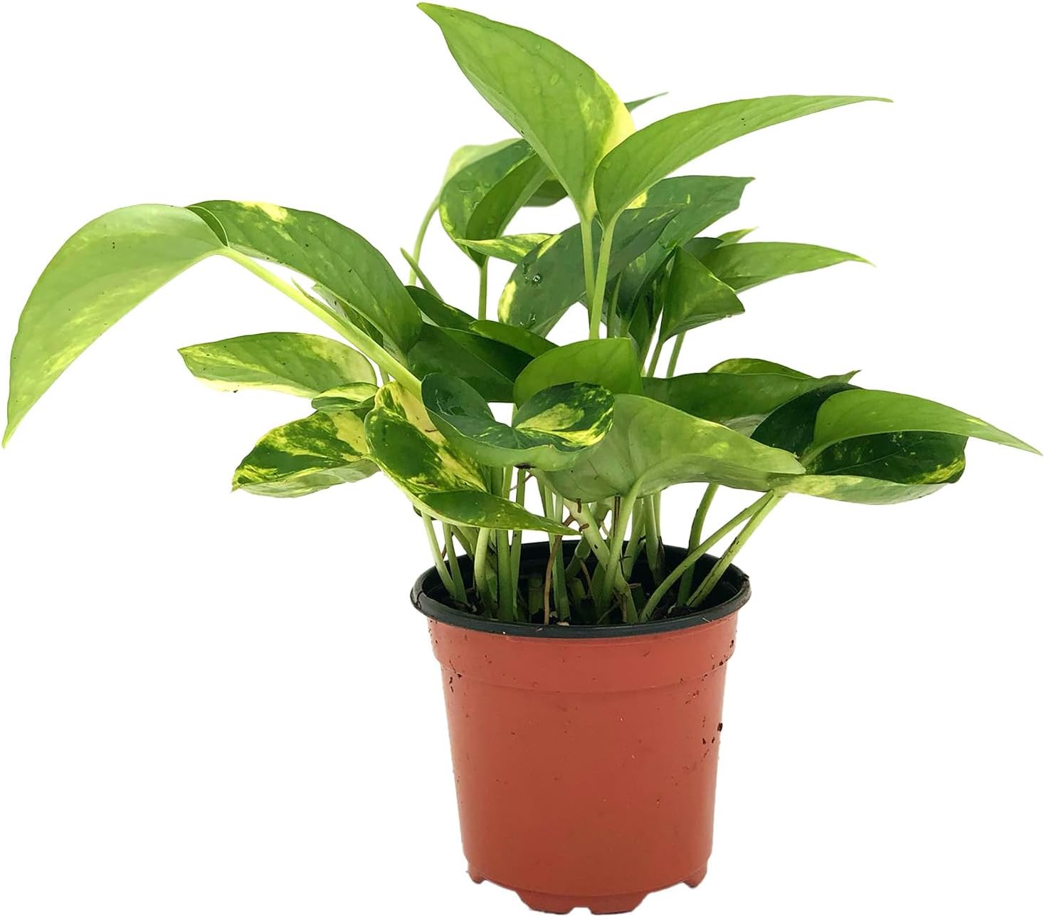 Golden Pothos