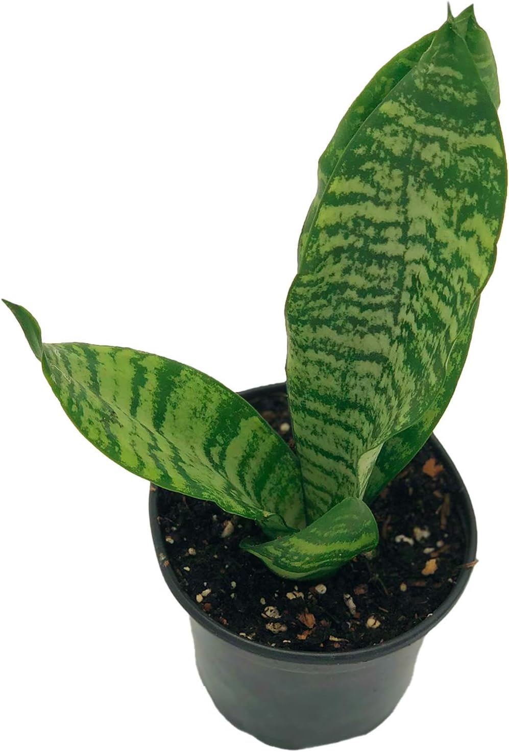 Black Coral Sansevieria