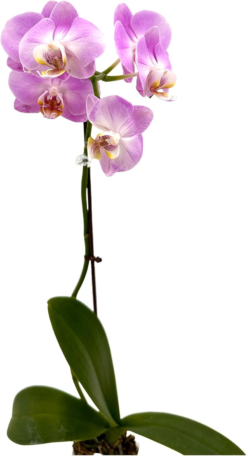 Phalaenopsis Orchid Pink
