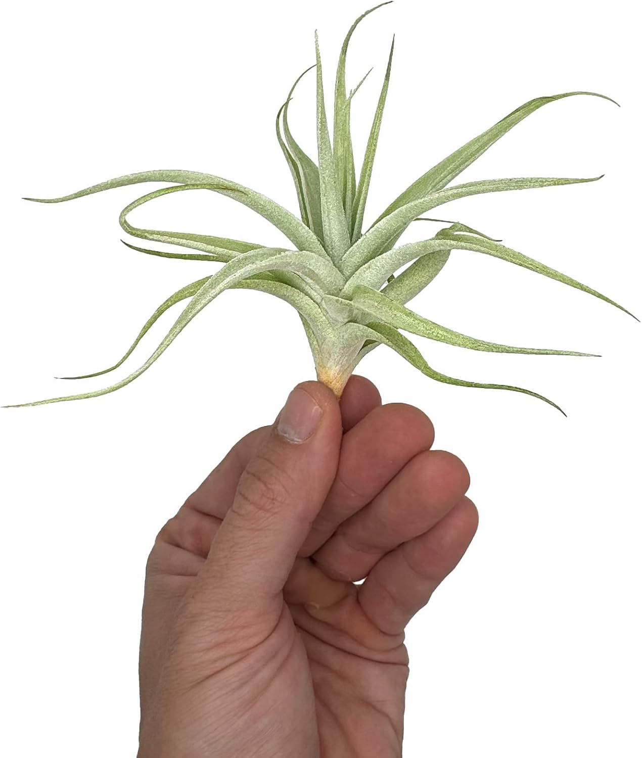 Tillandsia Albida