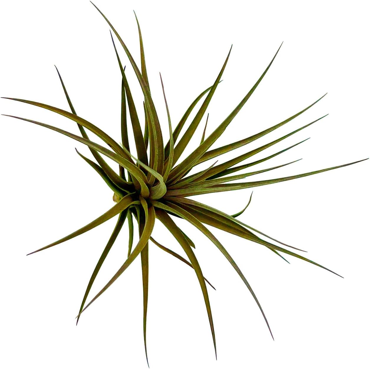 Tillandsia Stricta