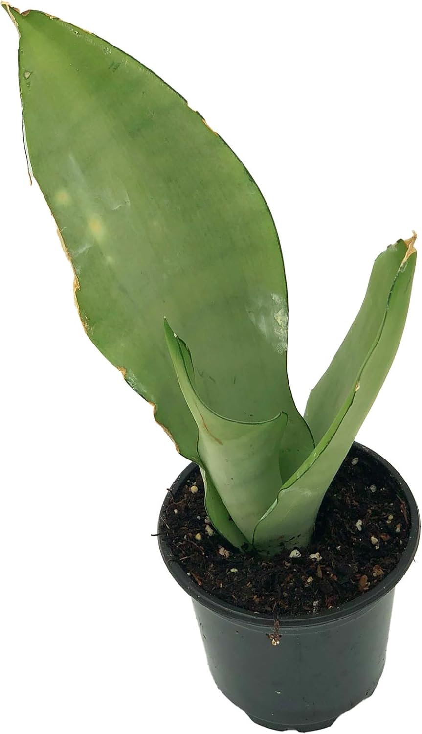 Moonshine Sansevieria Trifasciata