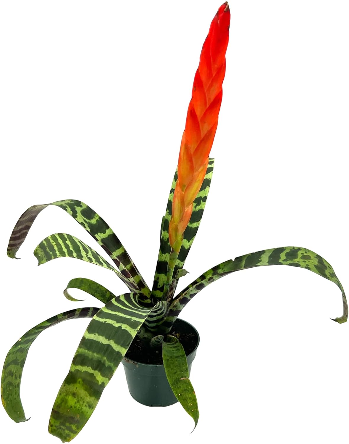 Bromeliad Vrisea Splenriet