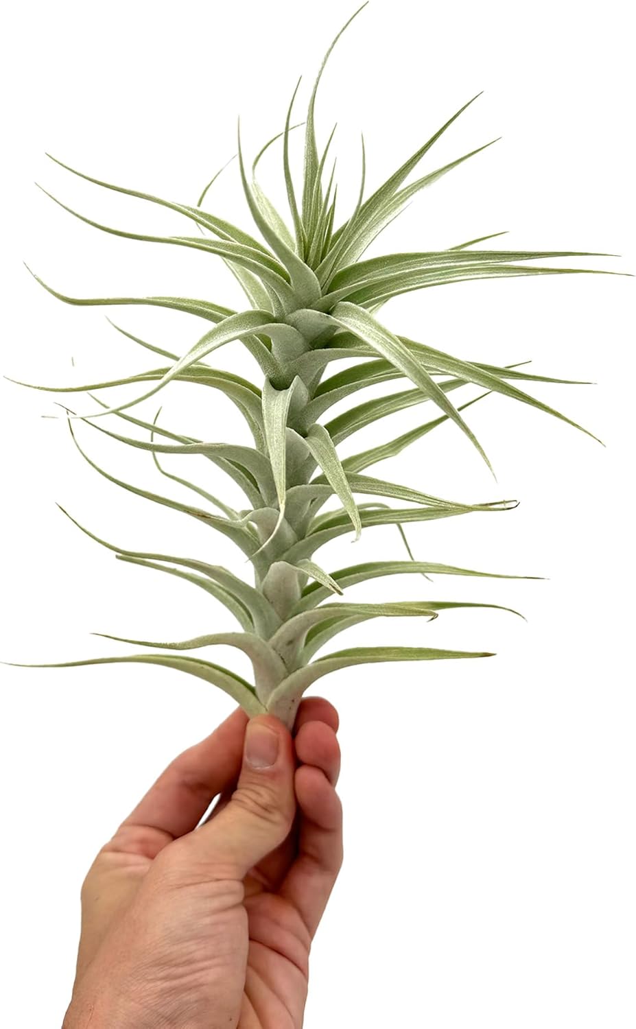 Tillandsia Albida