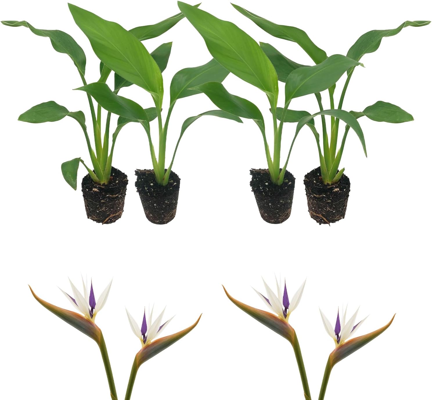 White Birds of Paradise