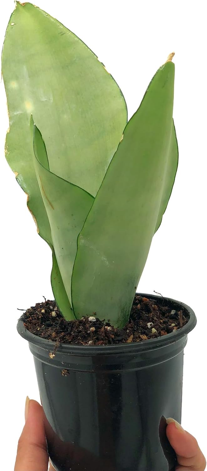 Moonshine Sansevieria Trifasciata