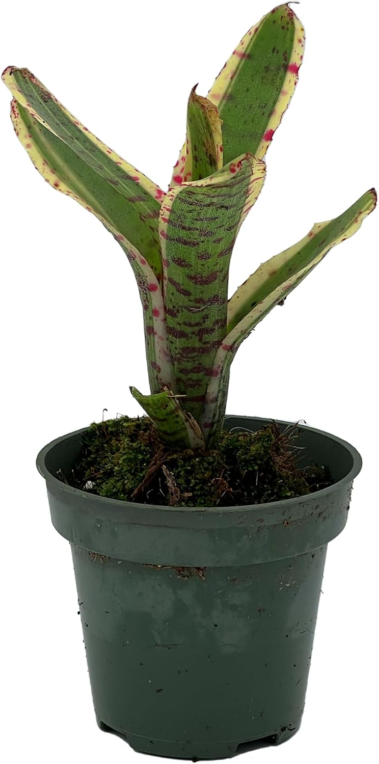 Bromeliad Neoregelia Gizmo