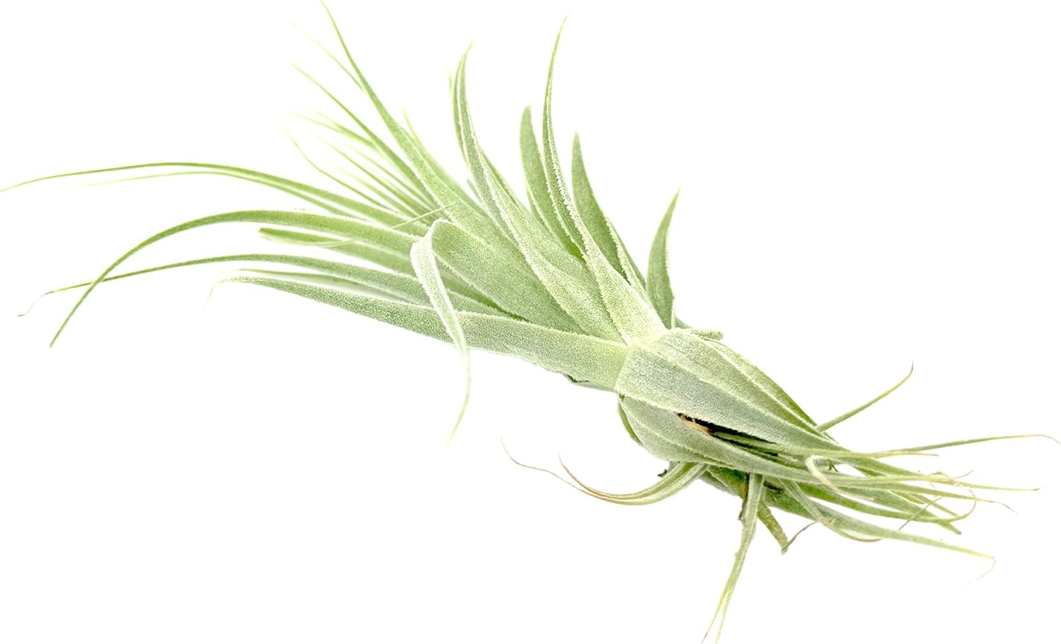 Tillandsia Gardneri