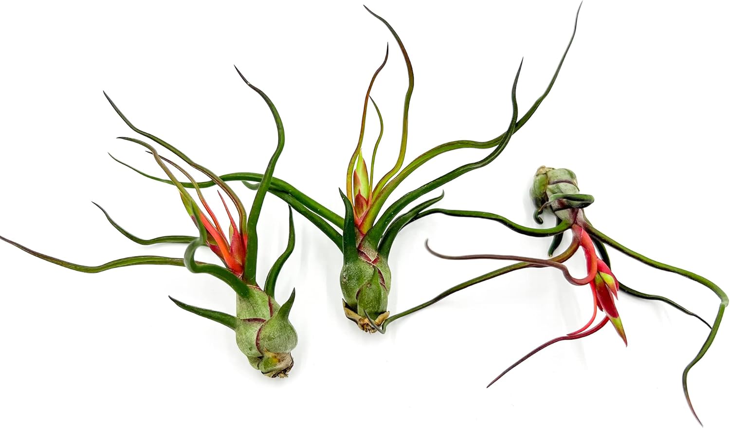 Tillandsia Bulbosa Guatemala