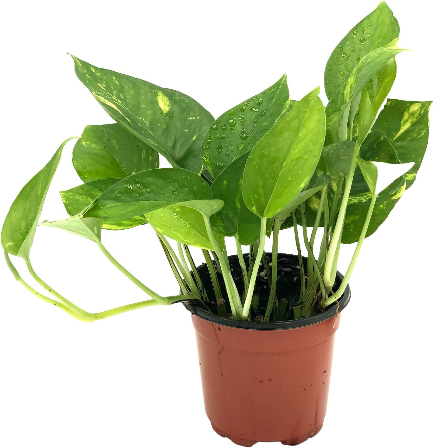 Golden Pothos