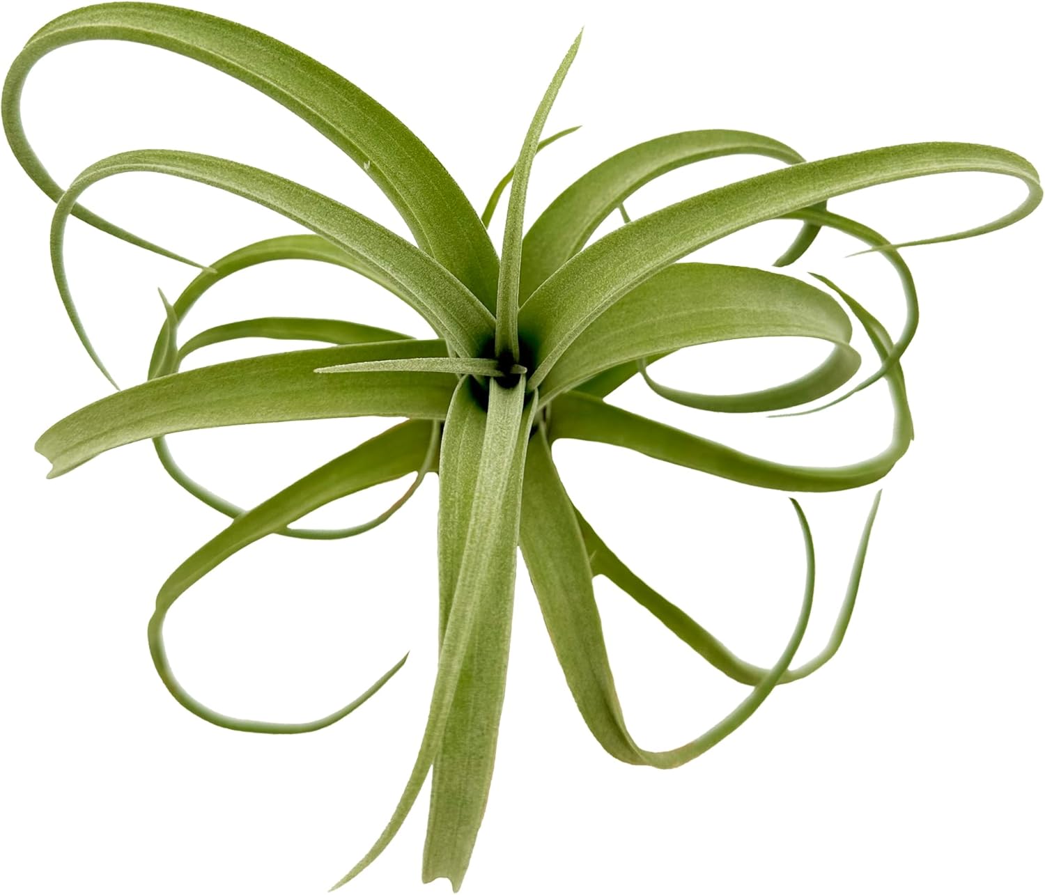 Tillandsia Curly Slim