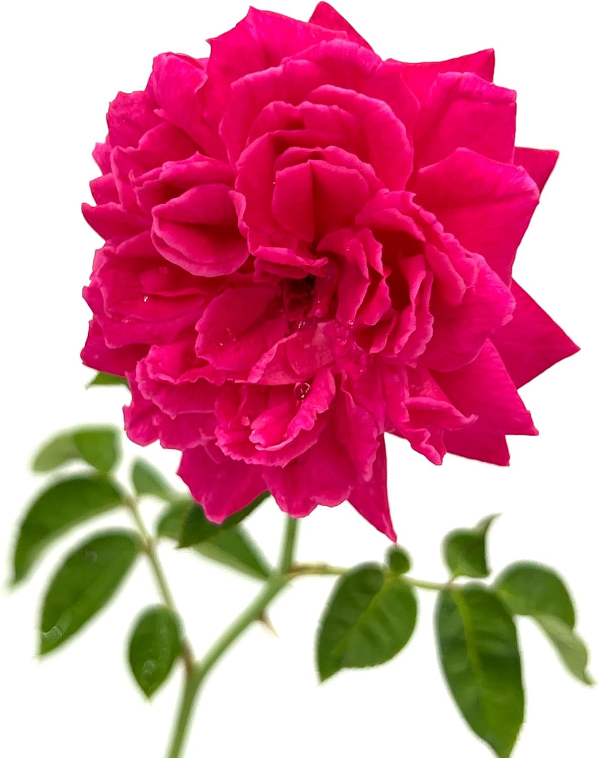 Fragrant Rose Bush