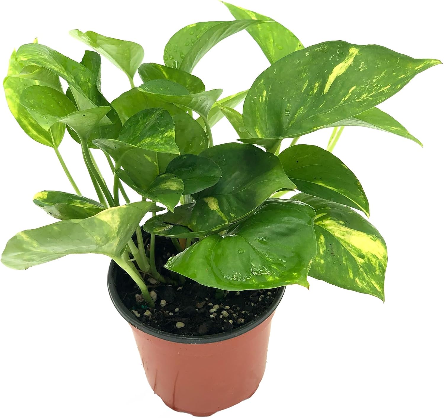 Golden Pothos