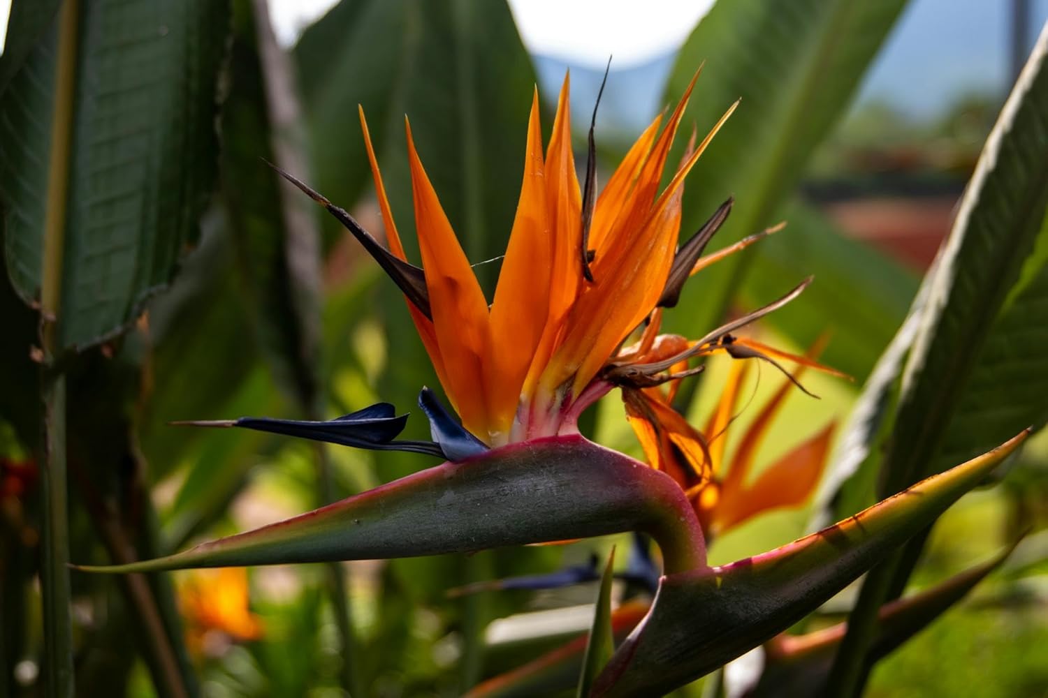 Orange Birds of Paradise