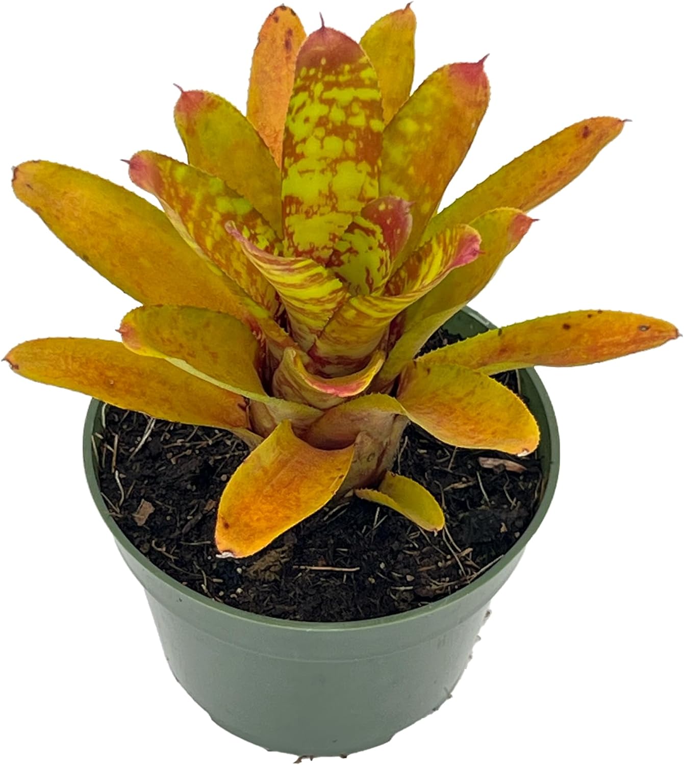 Bromeliad Neoregelia Clementine