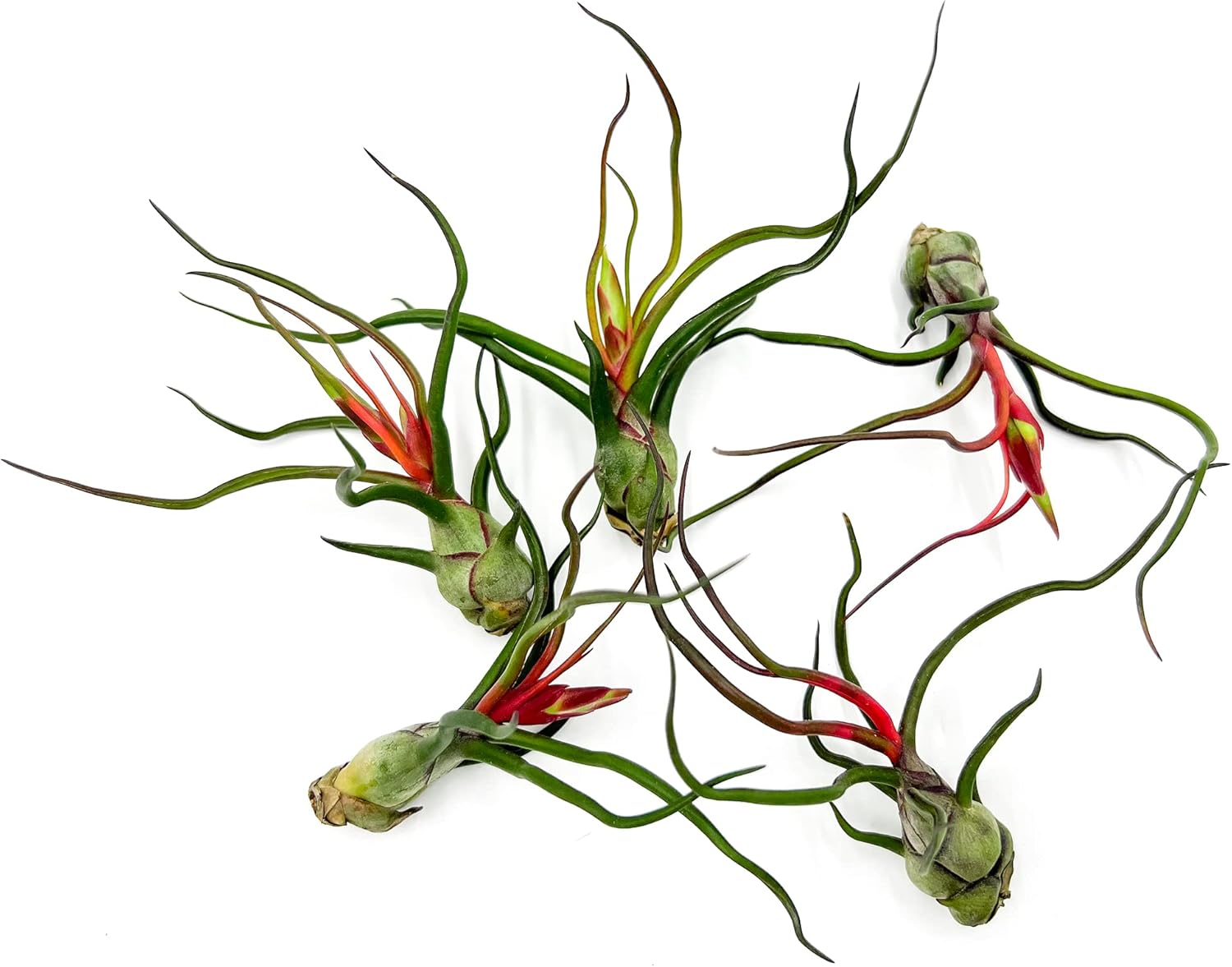 Tillandsia Bulbosa Guatemala