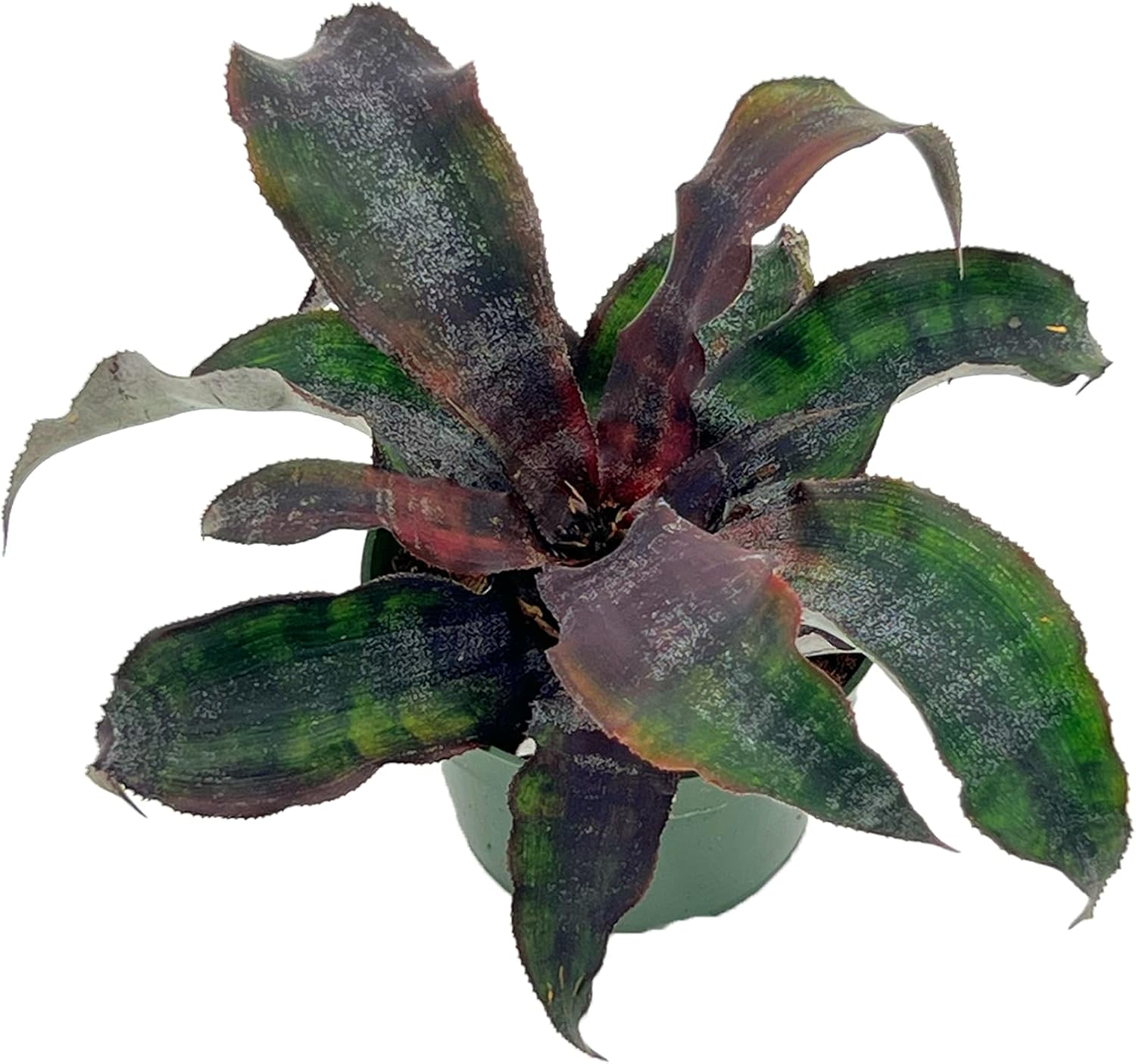 Cryptanthus Wild Cherry