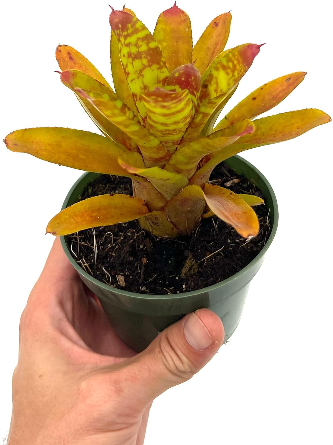 Bromeliad Neoregelia Clementine