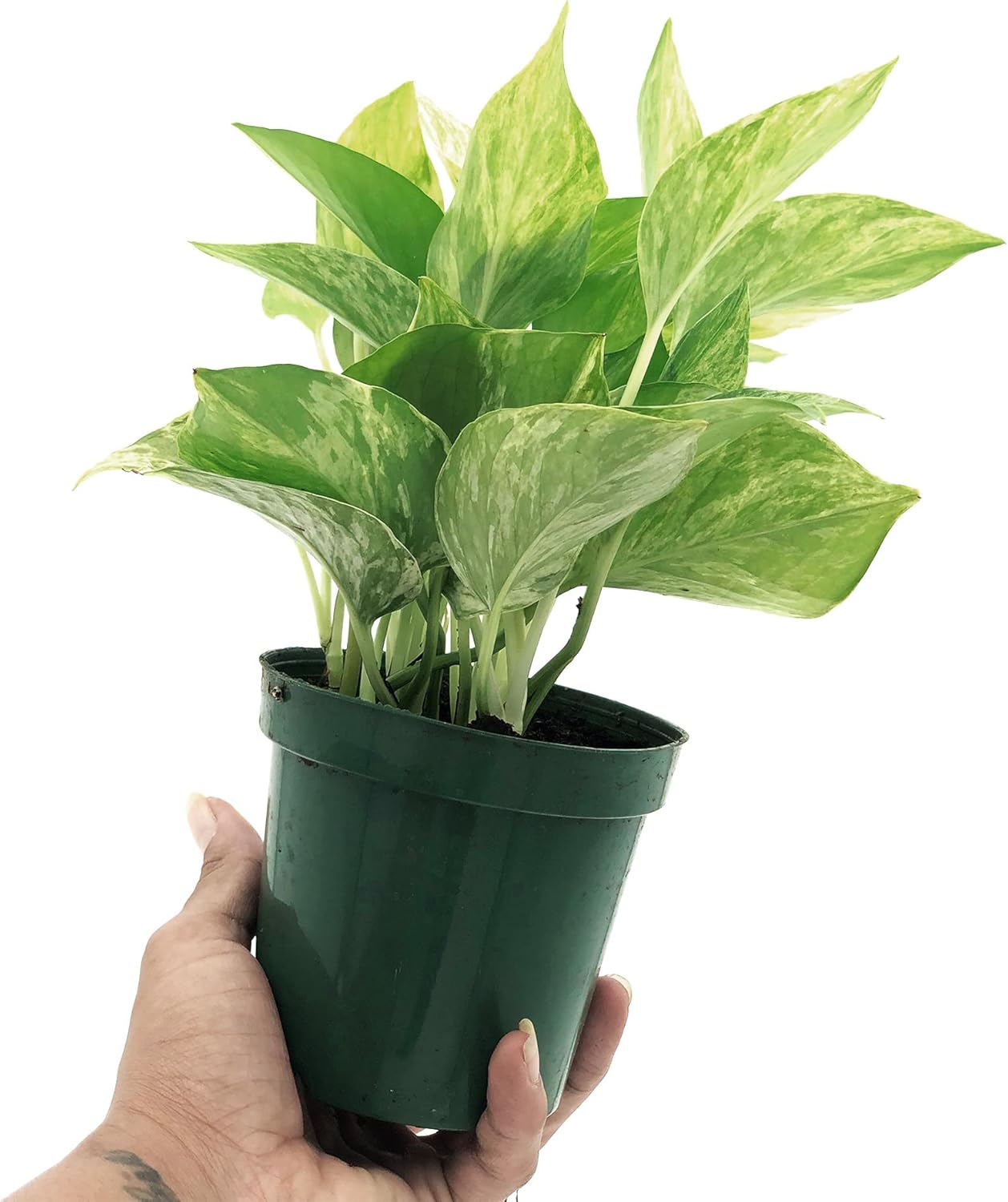 Marble Queen Pothos