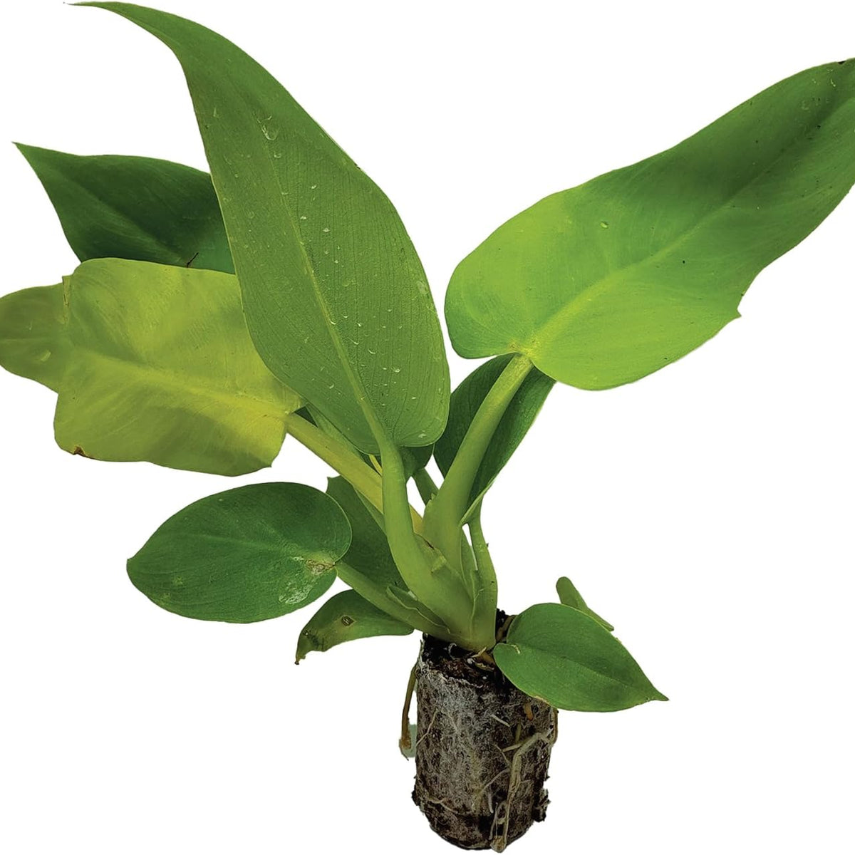 Philodendron Melinonii Ghost