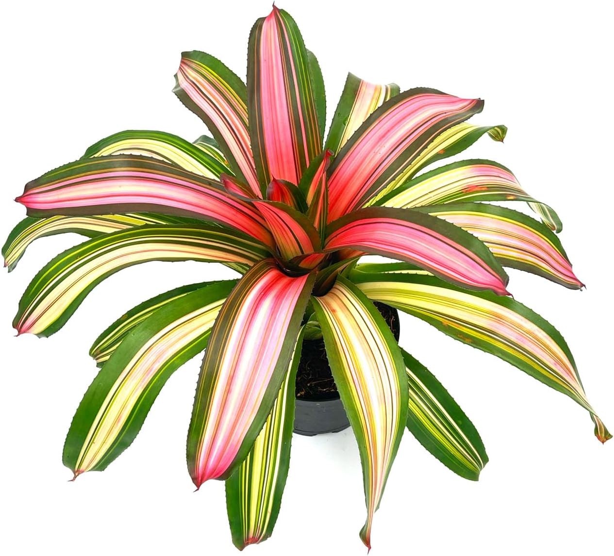 Bromeliad Neoregelia Minerva