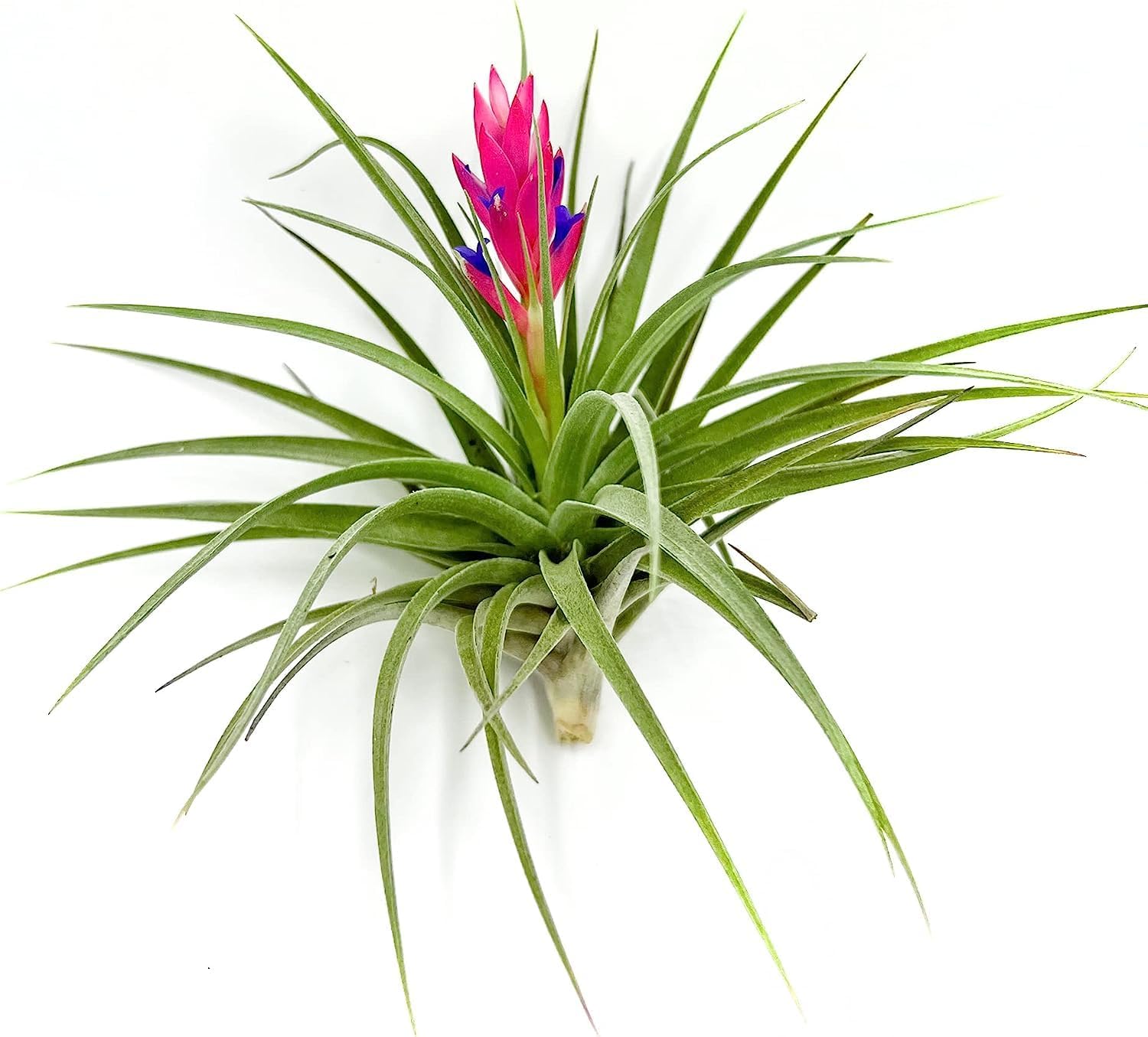 Tillandsia Stricta