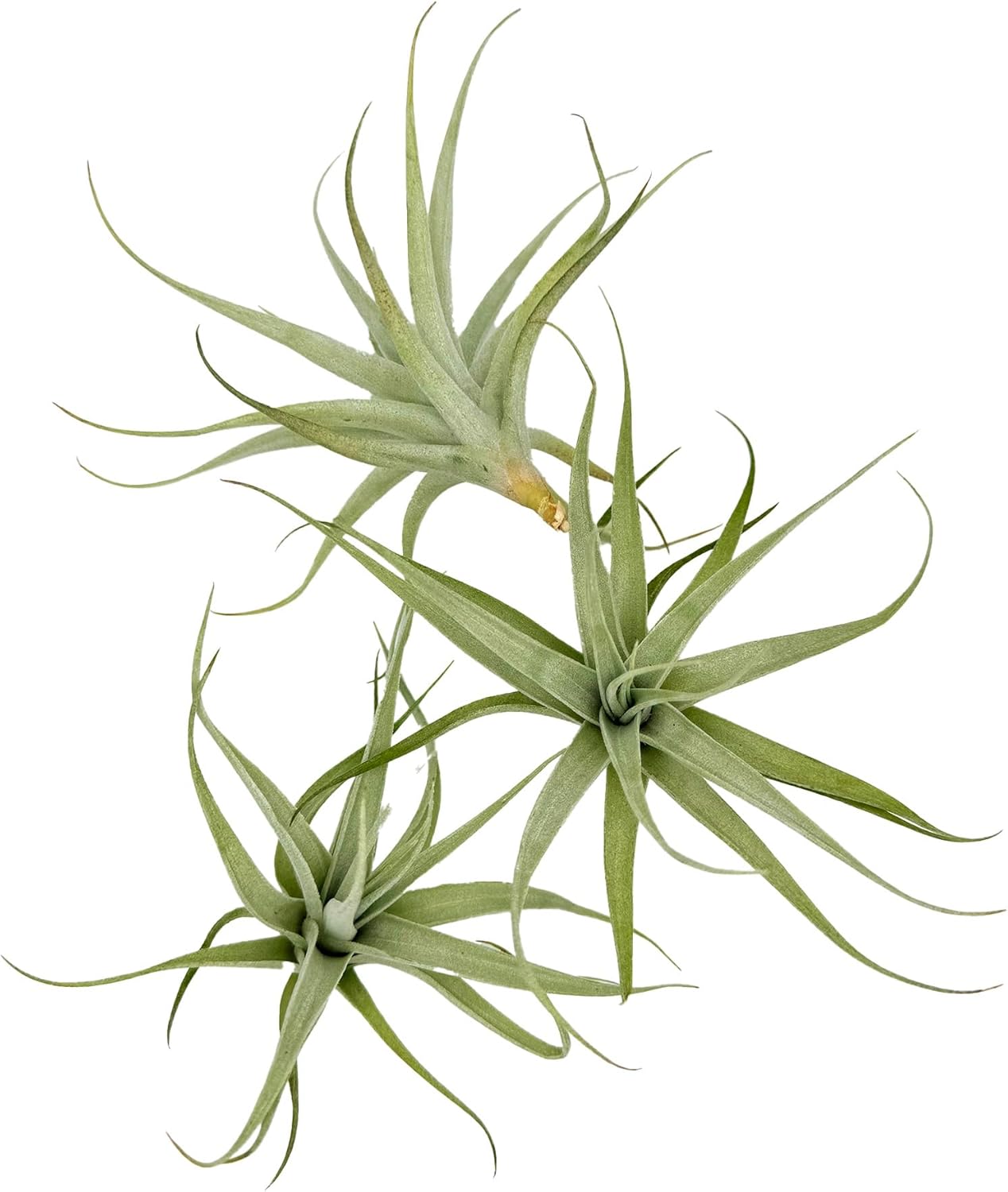 Tillandsia Albida