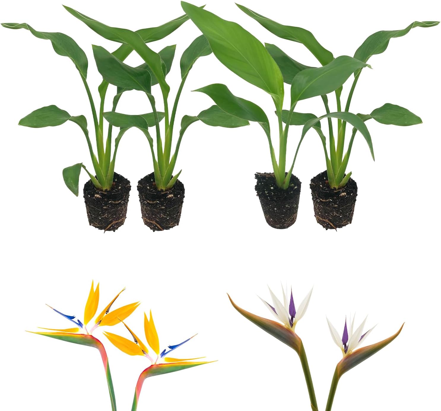 Birds of Paradise Variety