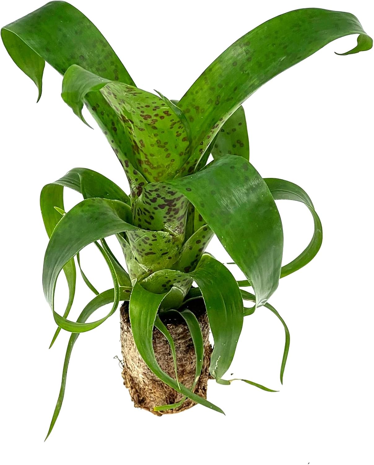 Bromeliad Vrisea Fenestralis