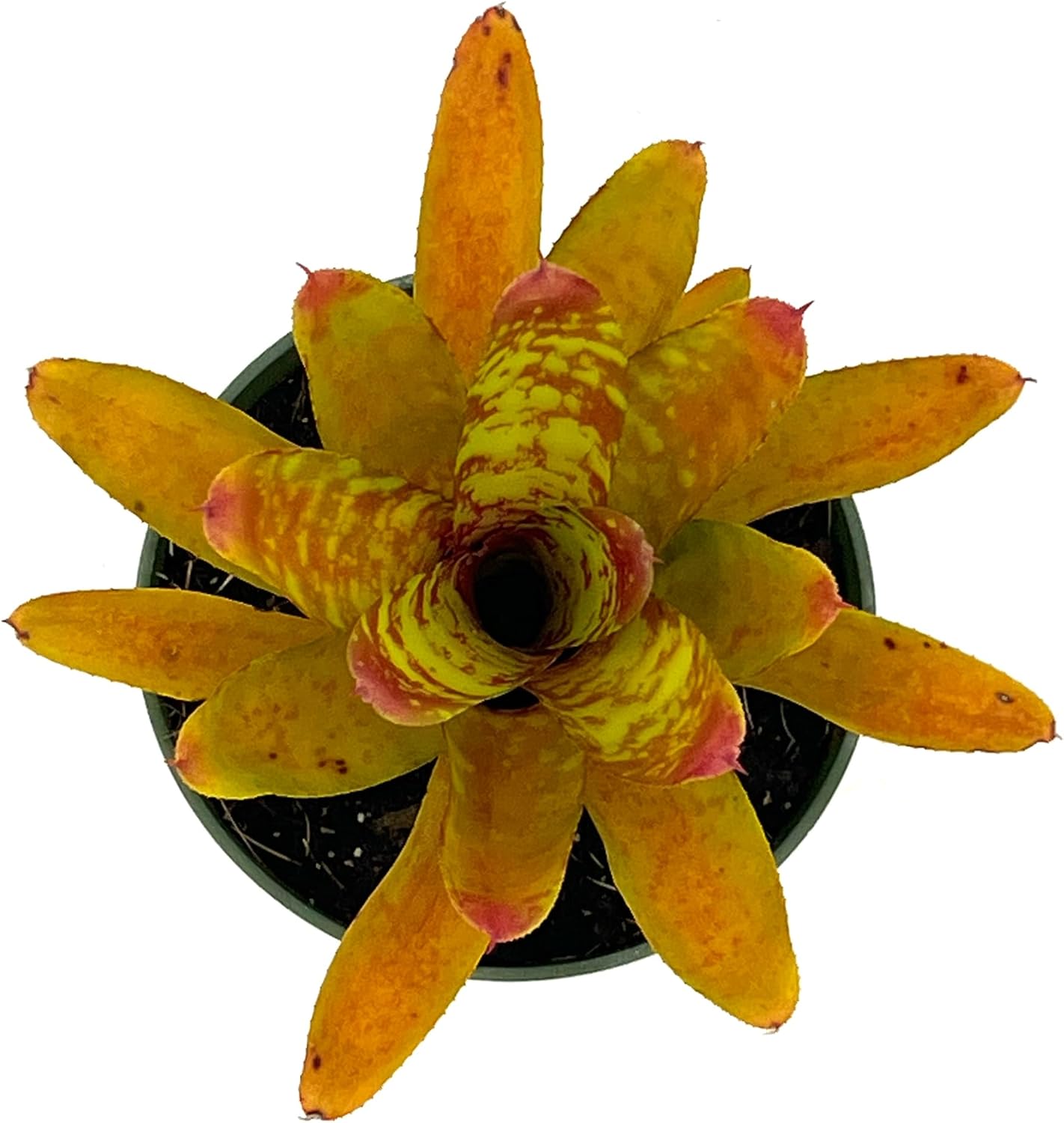 Bromeliad Neoregelia Clementine