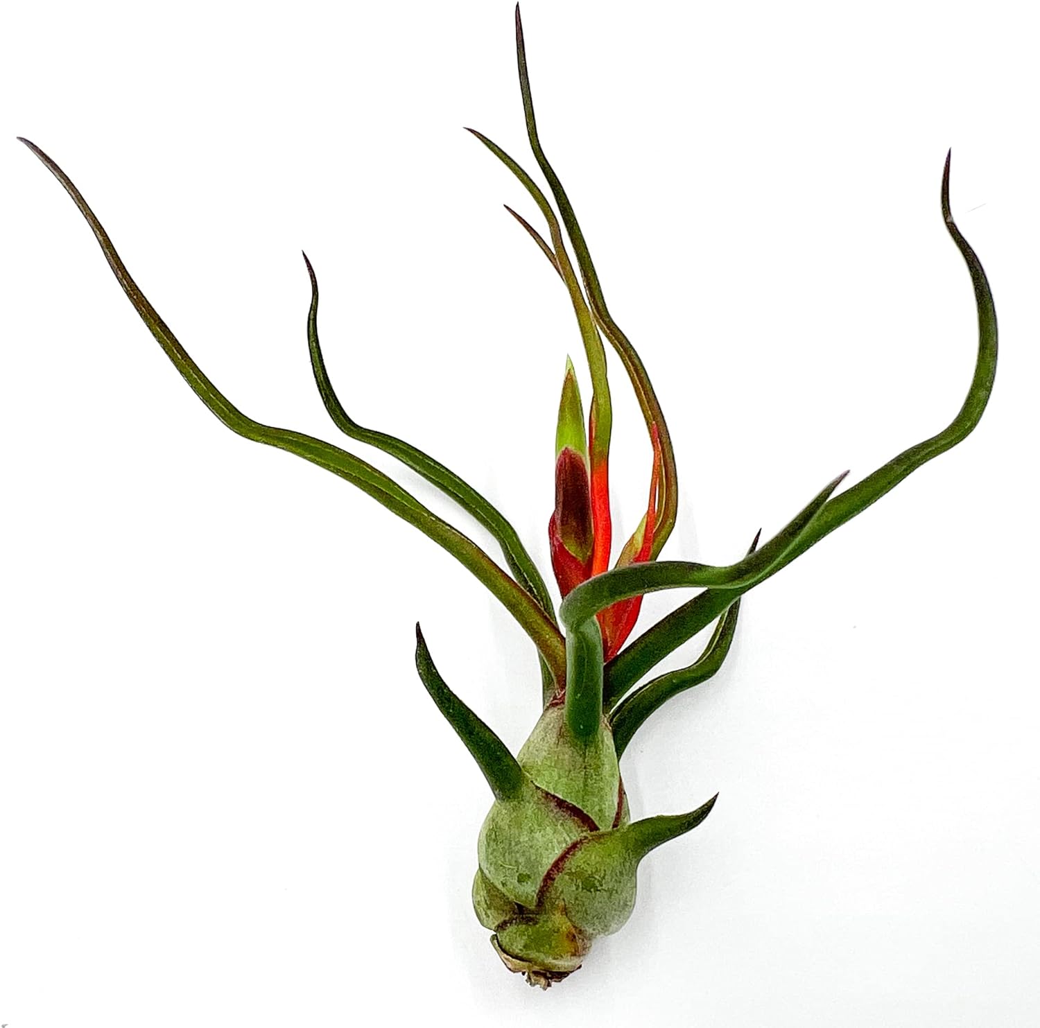 Tillandsia Bulbosa Guatemala