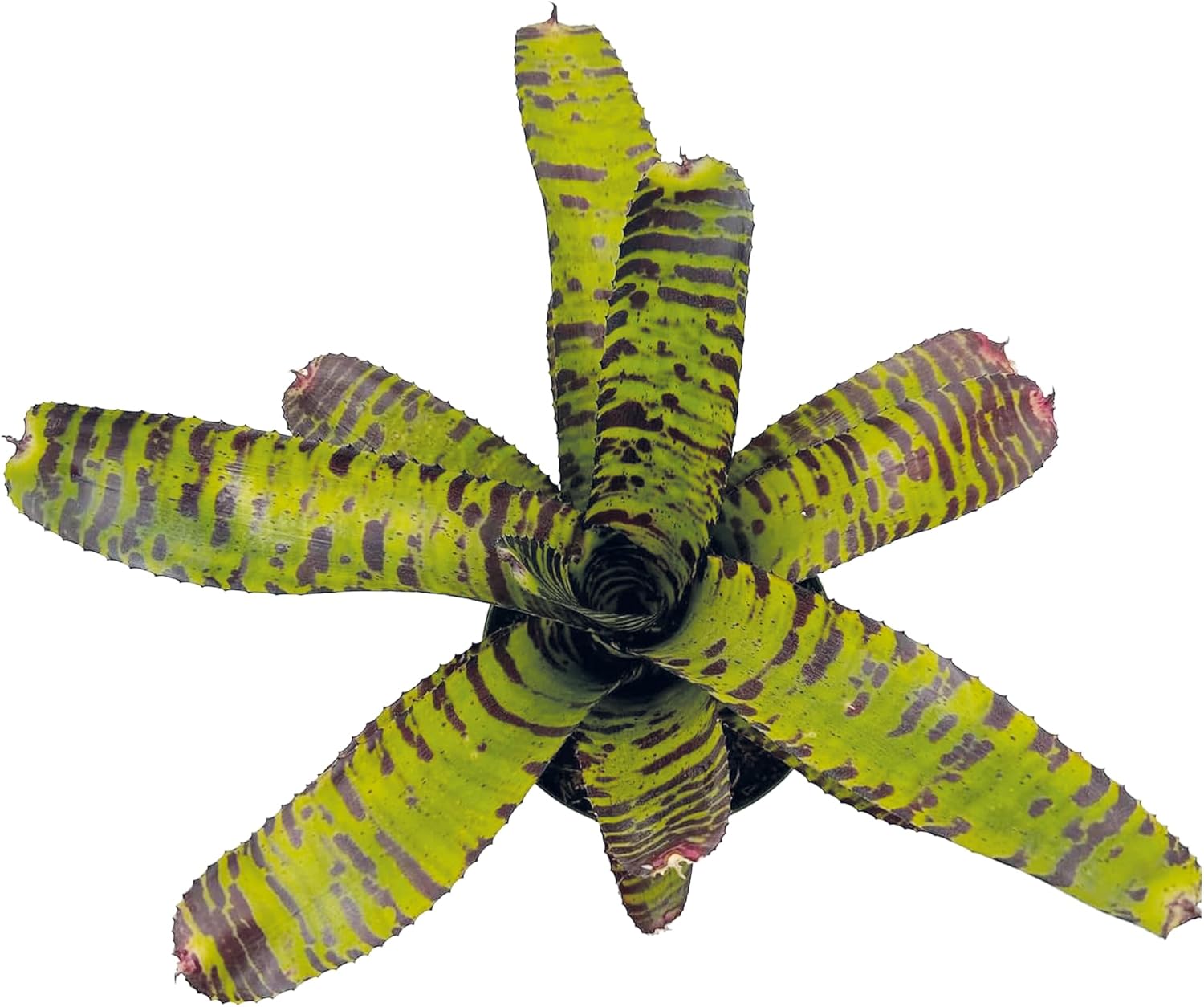Bromeliad Neoregelia Dragon