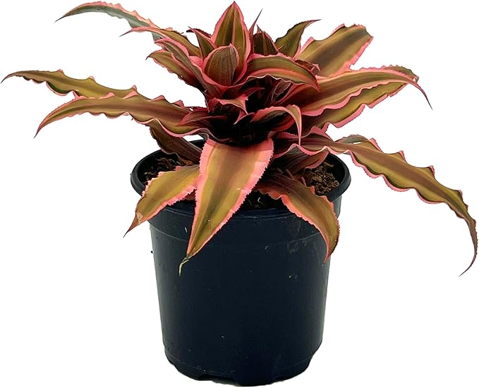 Cryptanthus Pink Star