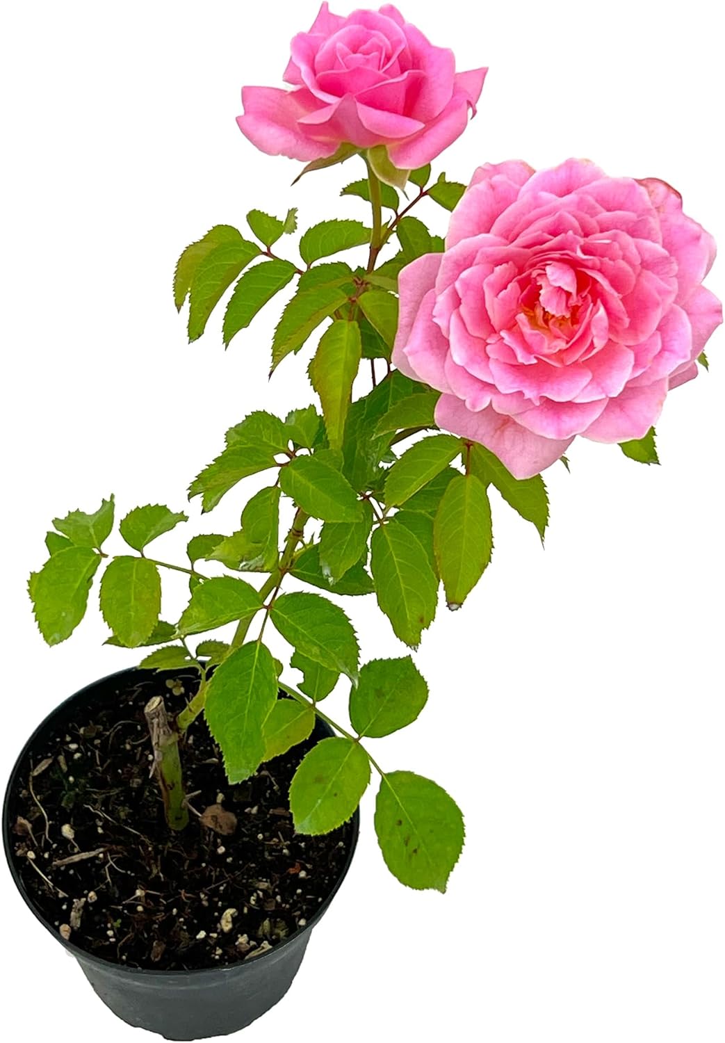 Fragrant Rose Bush