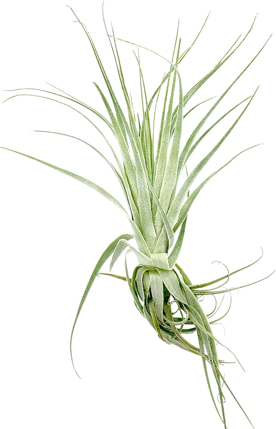 Tillandsia Gardneri