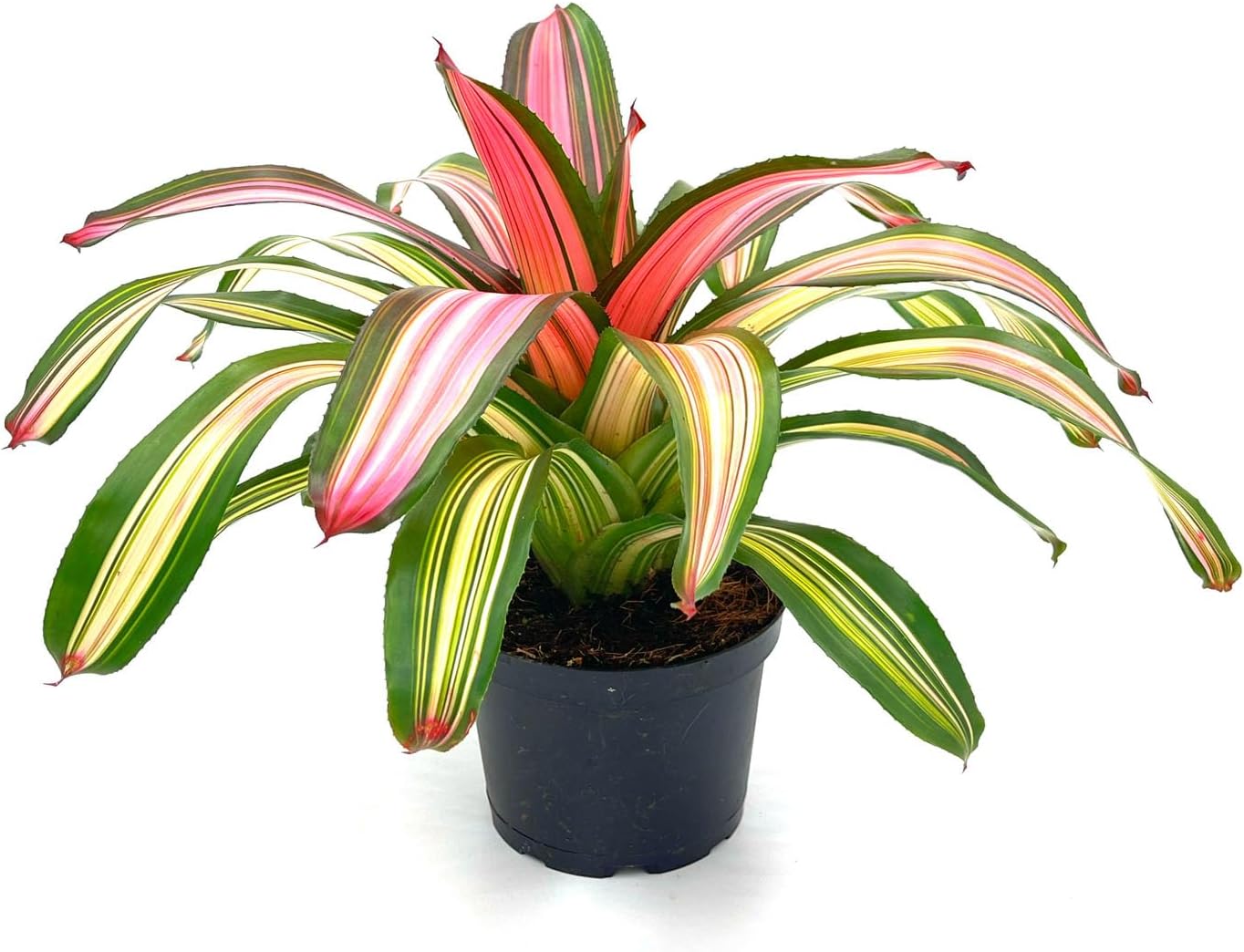 Bromeliad Neoregelia Minerva