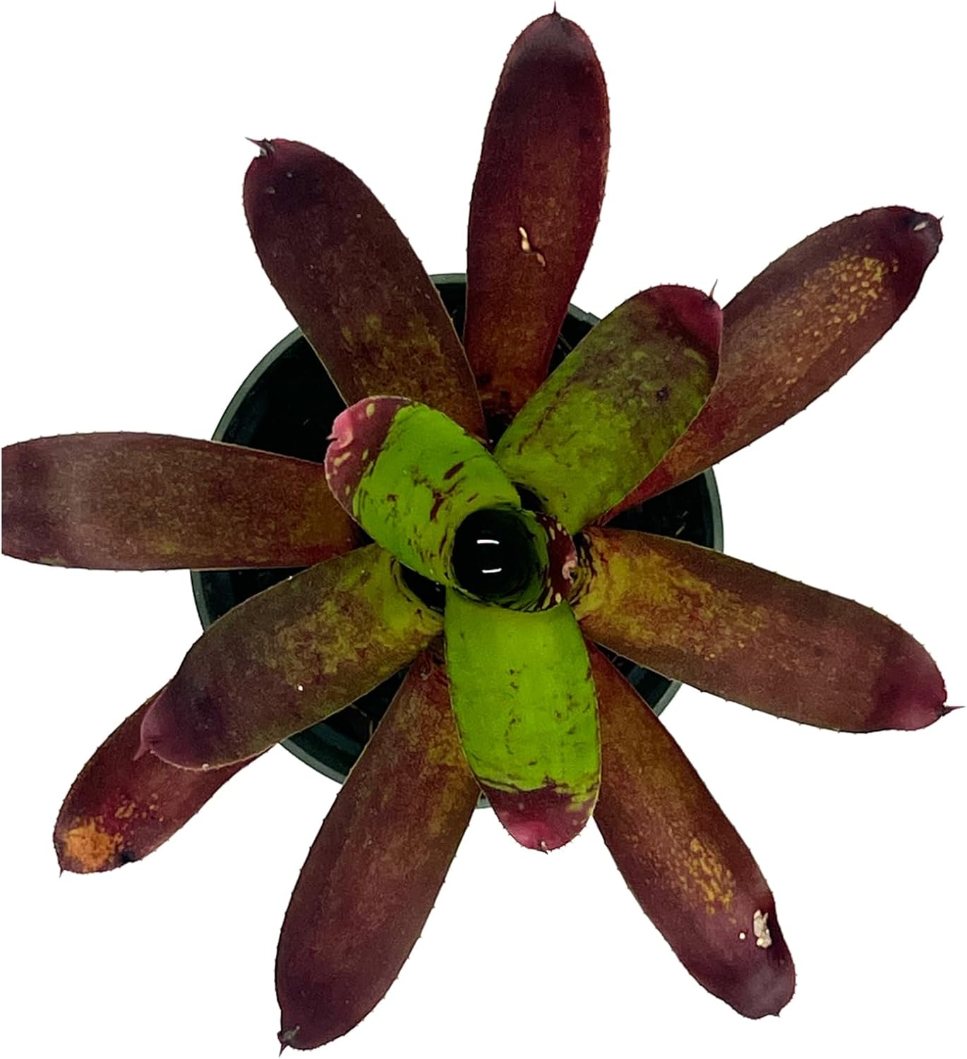 Bromeliad Neoregelia Kryptonite