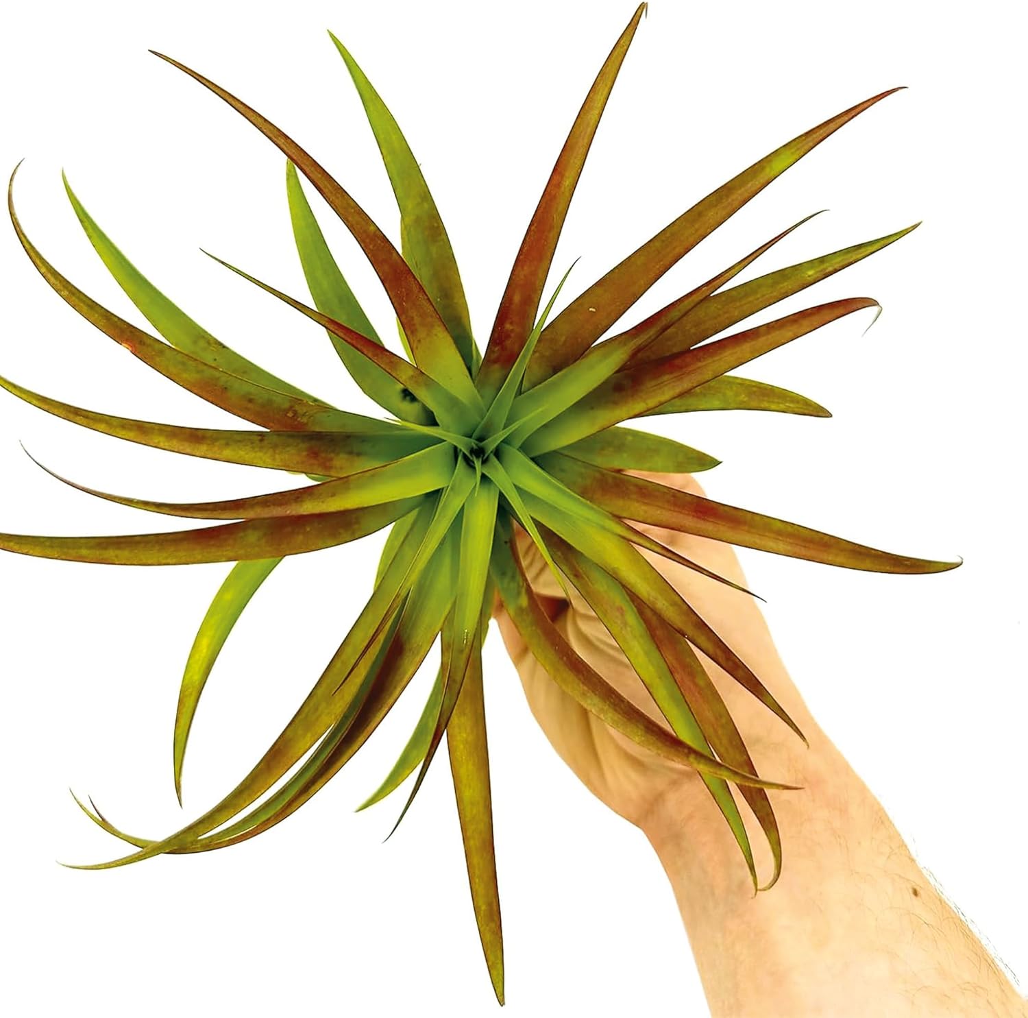 Tillandsia Burgundy Brachycaulos