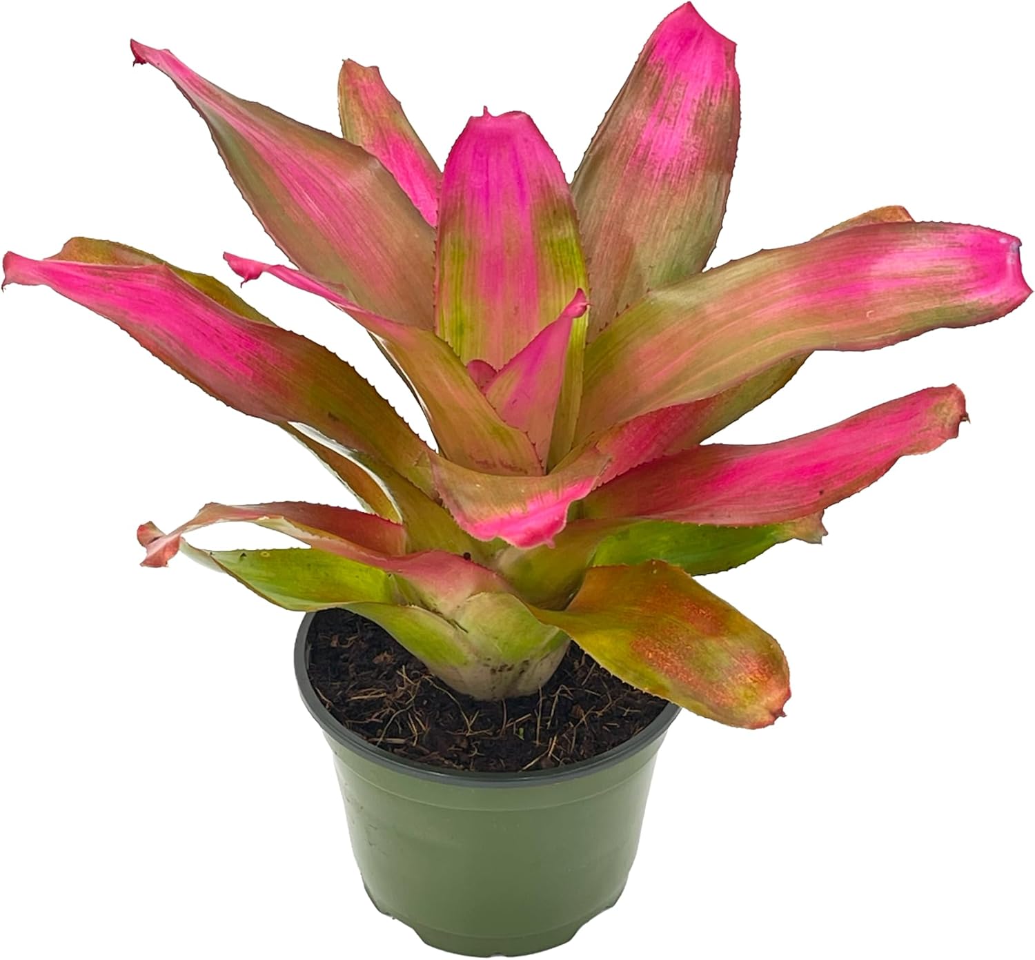 Bromeliad Neoregelia Romance