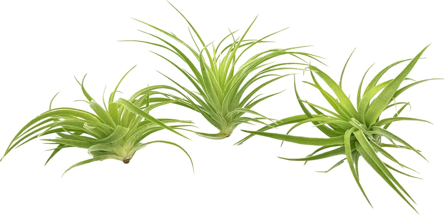 Tillandsia Geminiflora