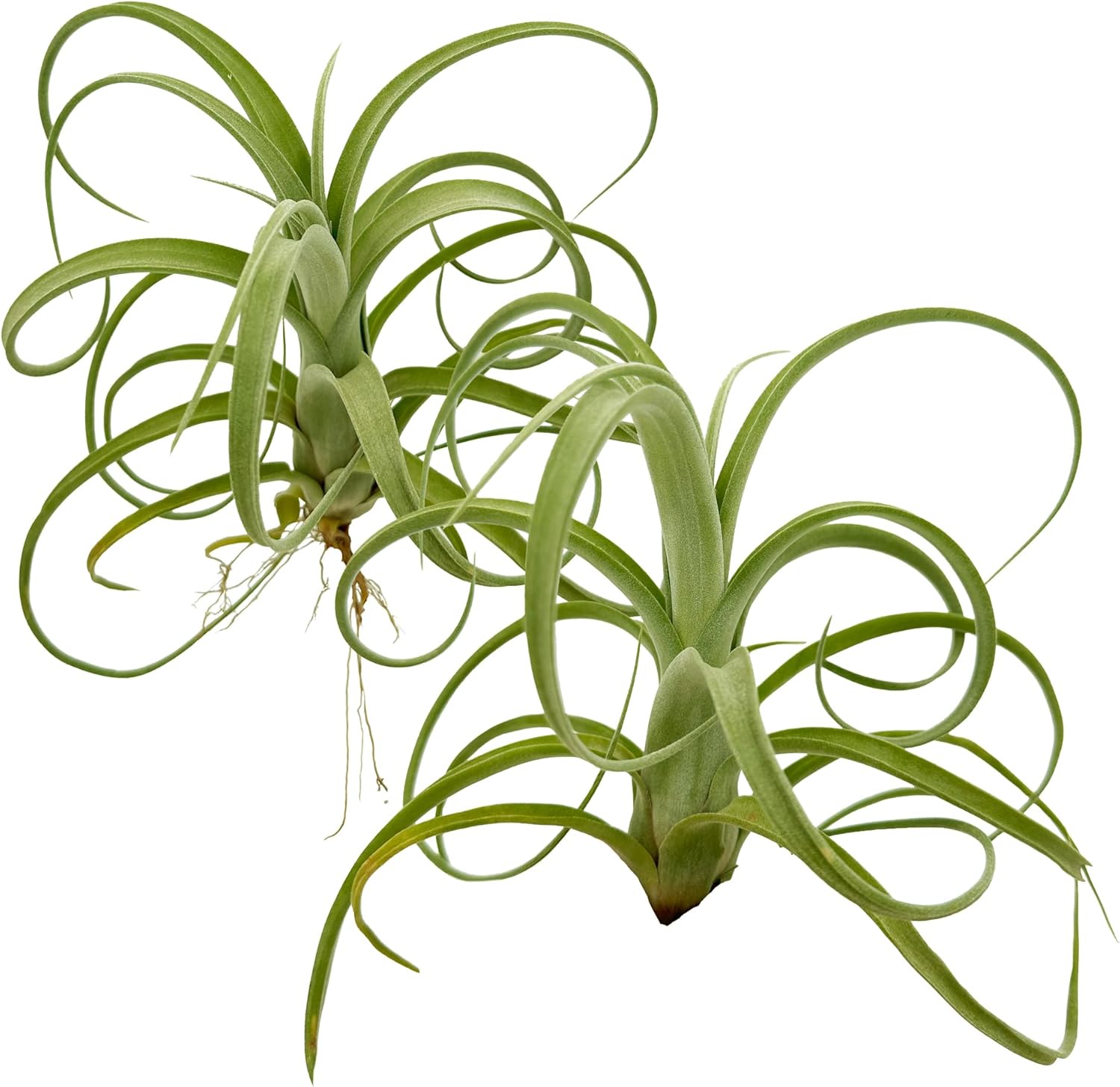 Tillandsia Curly Slim