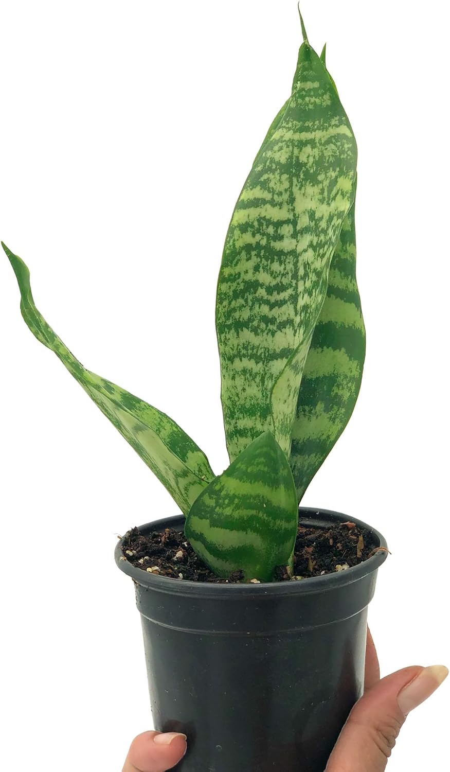 Black Coral Sansevieria