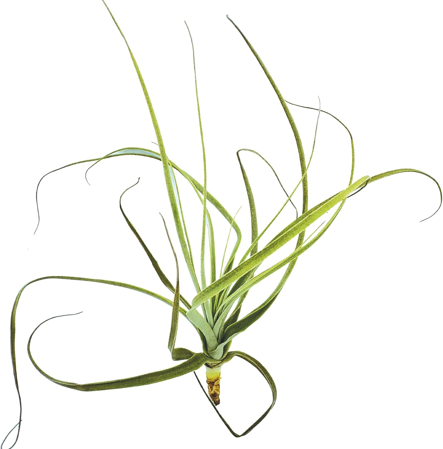 Tillandsia Straminea