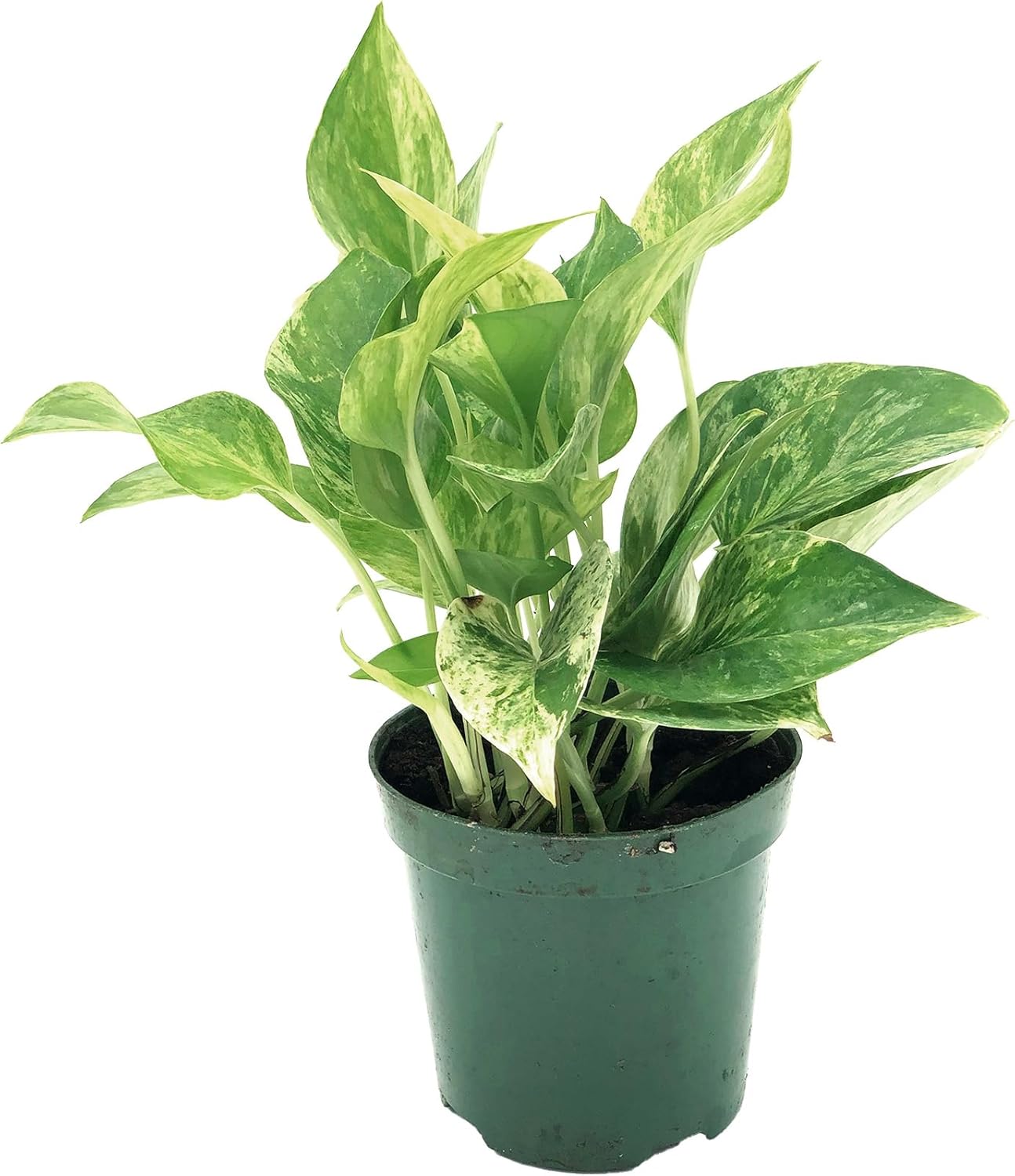 Marble Queen Pothos