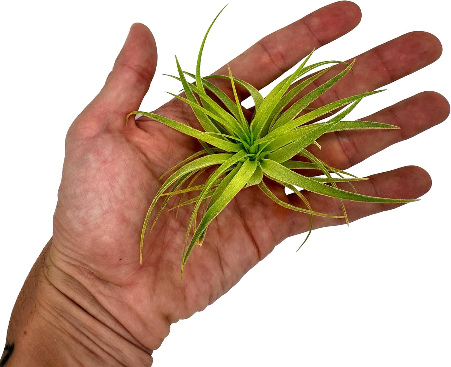 Tillandsia Geminiflora