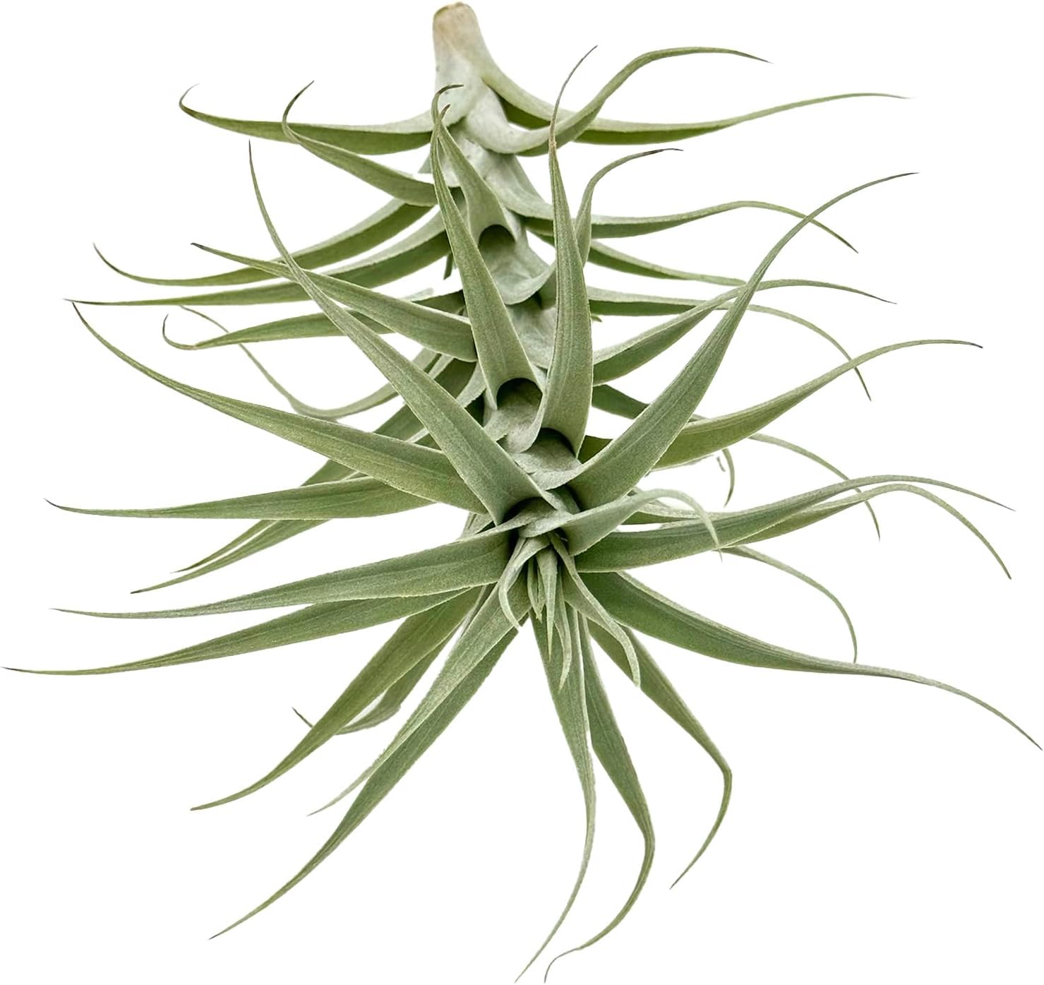 Tillandsia Albida