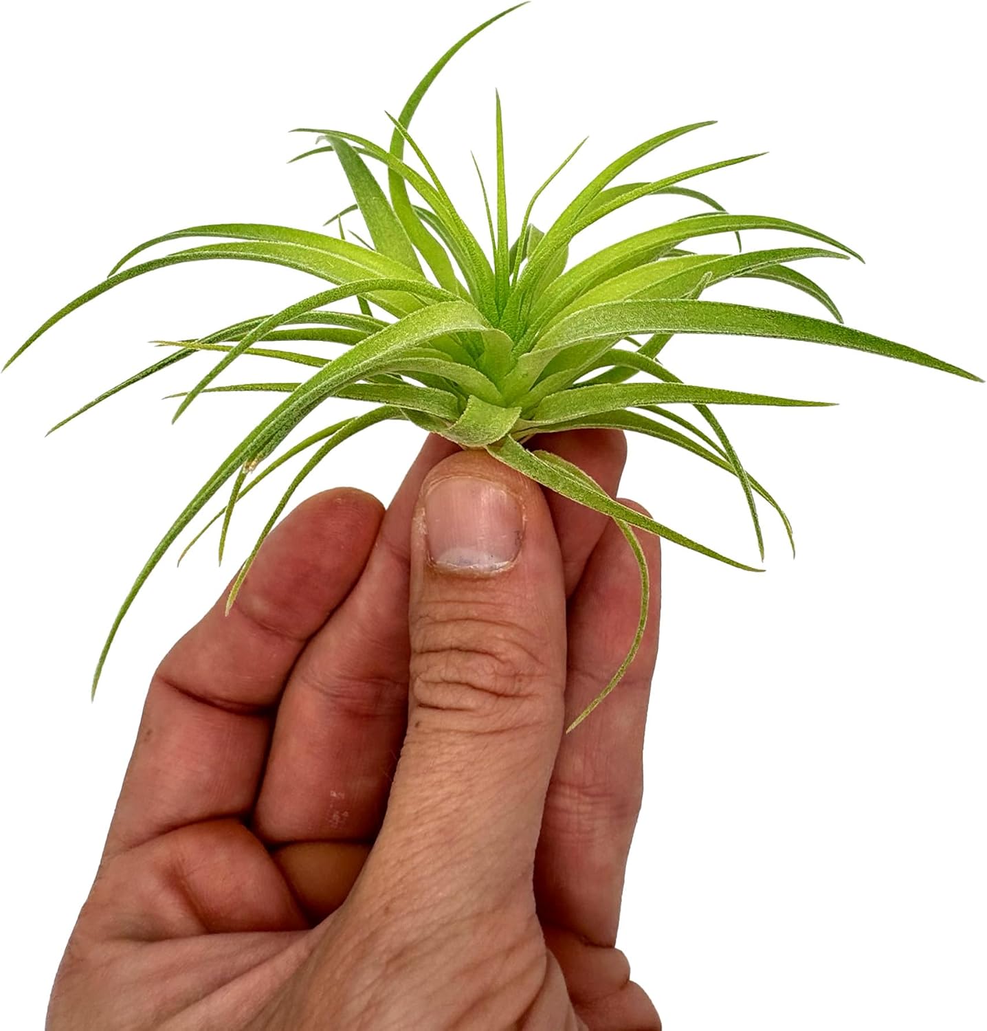 Tillandsia Geminiflora