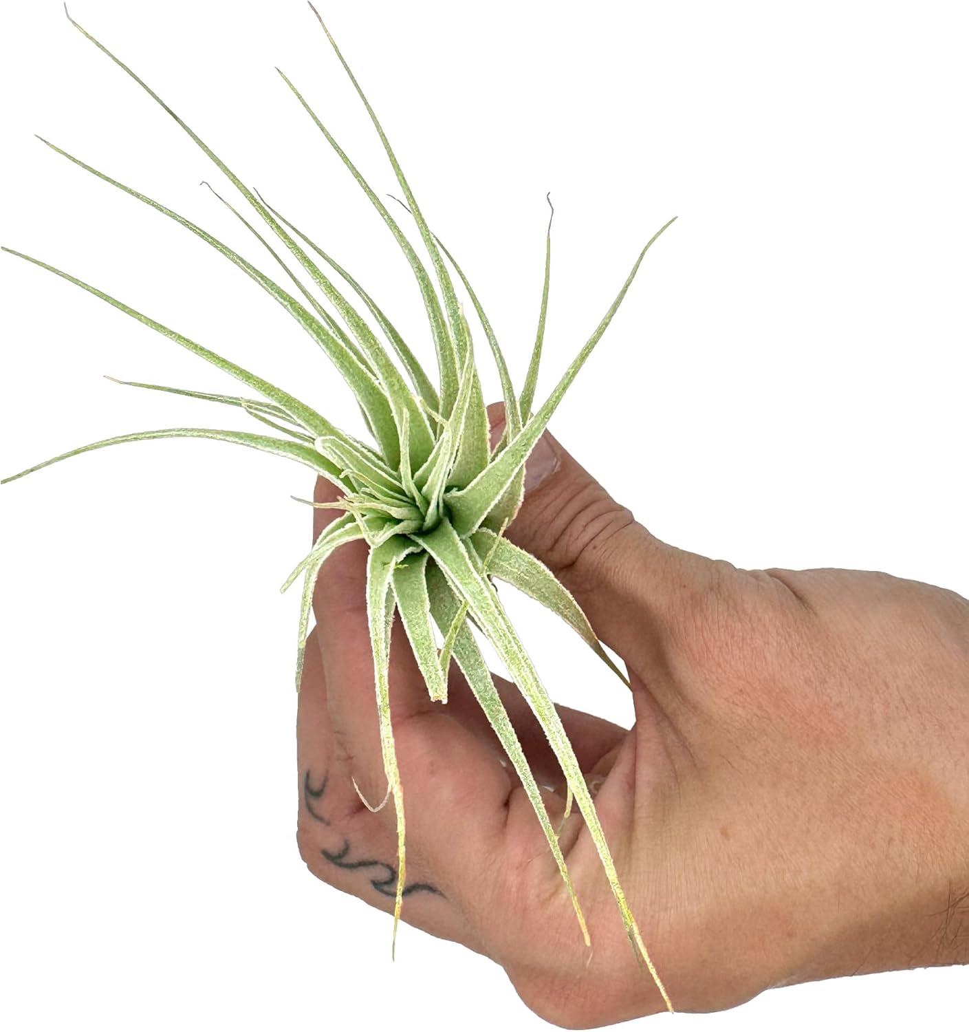 Tillandsia Gardneri